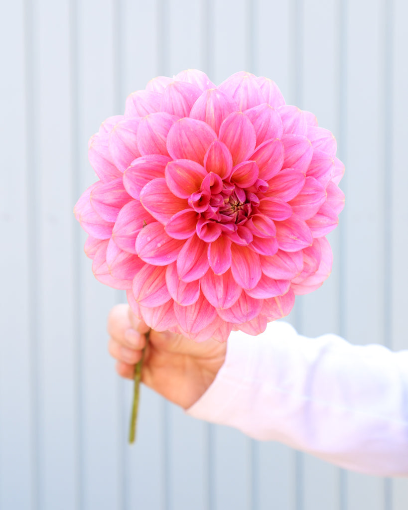 Eine Dahlienblüte der Sorte GZ Bloomberry aus der Gartenzauber Züchtung vor einem hellblauen Hintergrund.