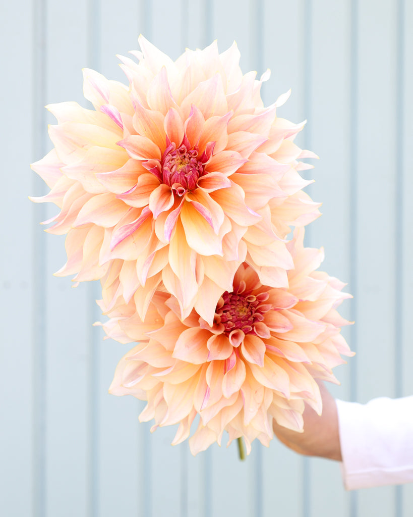 Zwei Dahlienblüten der creme-braune dekorative Dahlie Cappuccino mit sanfter Farbwirkung aus der Gartenzauber-Züchtung.
