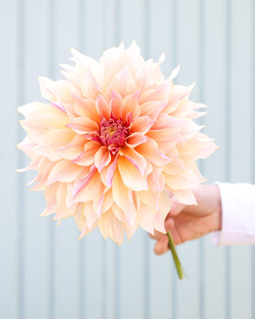 Eine Dahlienblüte der creme-braune dekorative Dahlie Cappuccino mit sanfter Farbwirkung aus der Gartenzauber-Züchtung.