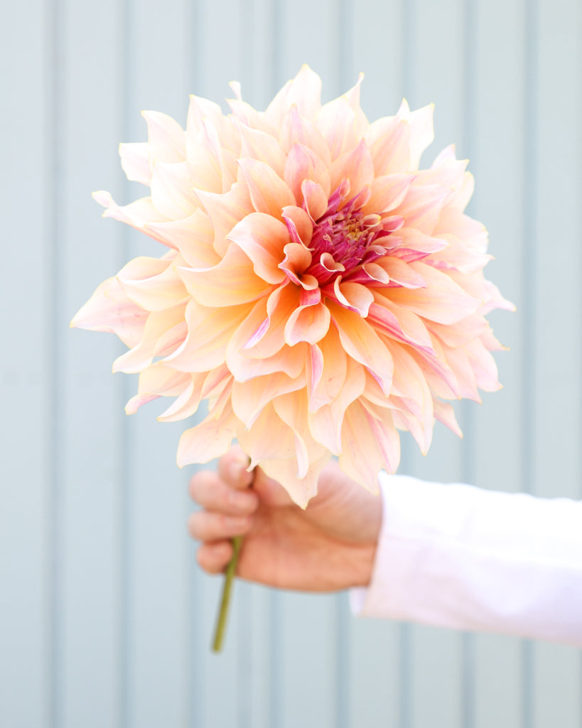Eine Dahlienblüte der creme-braune dekorative Dahlie Cappuccino mit sanfter Farbwirkung aus der Gartenzauber-Züchtung.