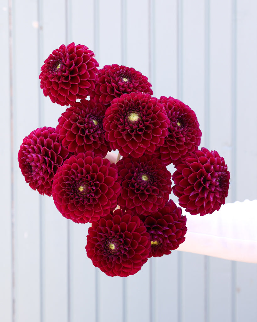 Ein Dahlienstrauß der Sorte Cherryplum aus der Gartenzauber Züchtung vor einem hellblauen Hintegrund.