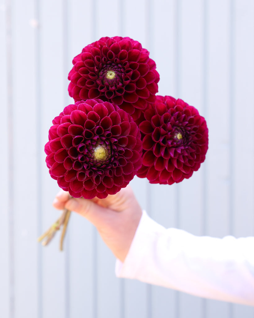 Drei Dahlienblüten der Sorte Cherryplum aus der Gartenzauber Züchtung vor einem hellblauen Hintegrund.