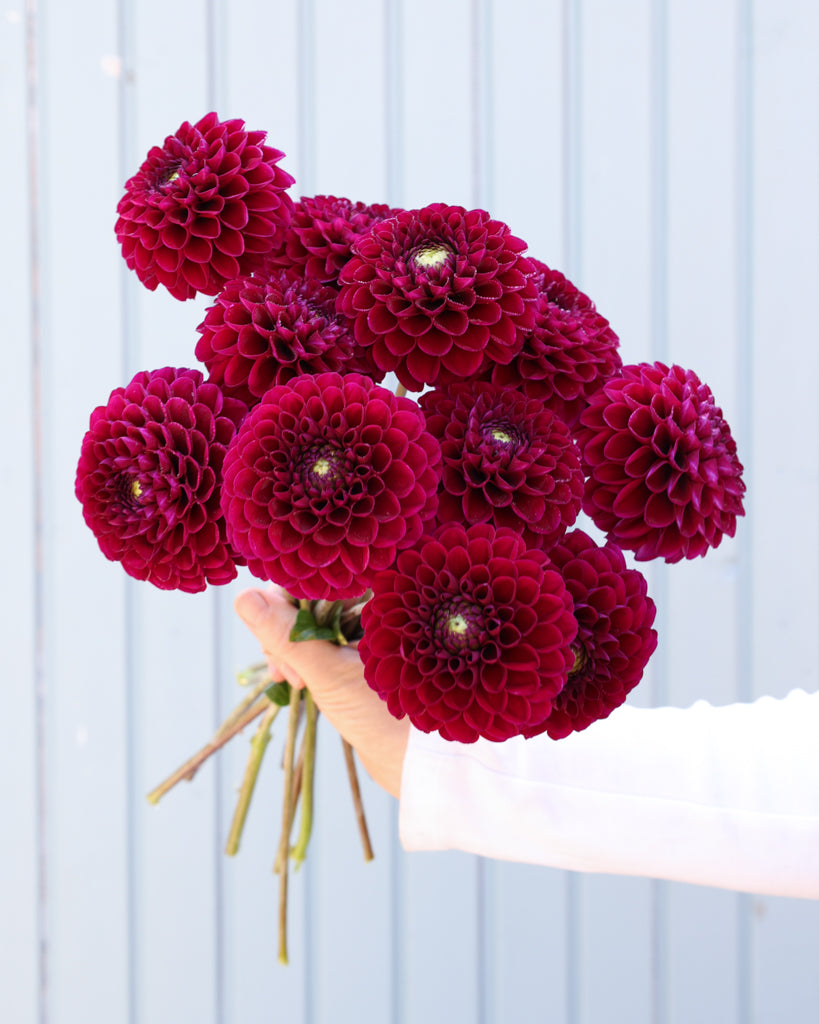 Ein Dahlienstrauß der Sorte Cherryplum aus der Gartenzauber Züchtung vor einem hellblauen Hintegrund.
