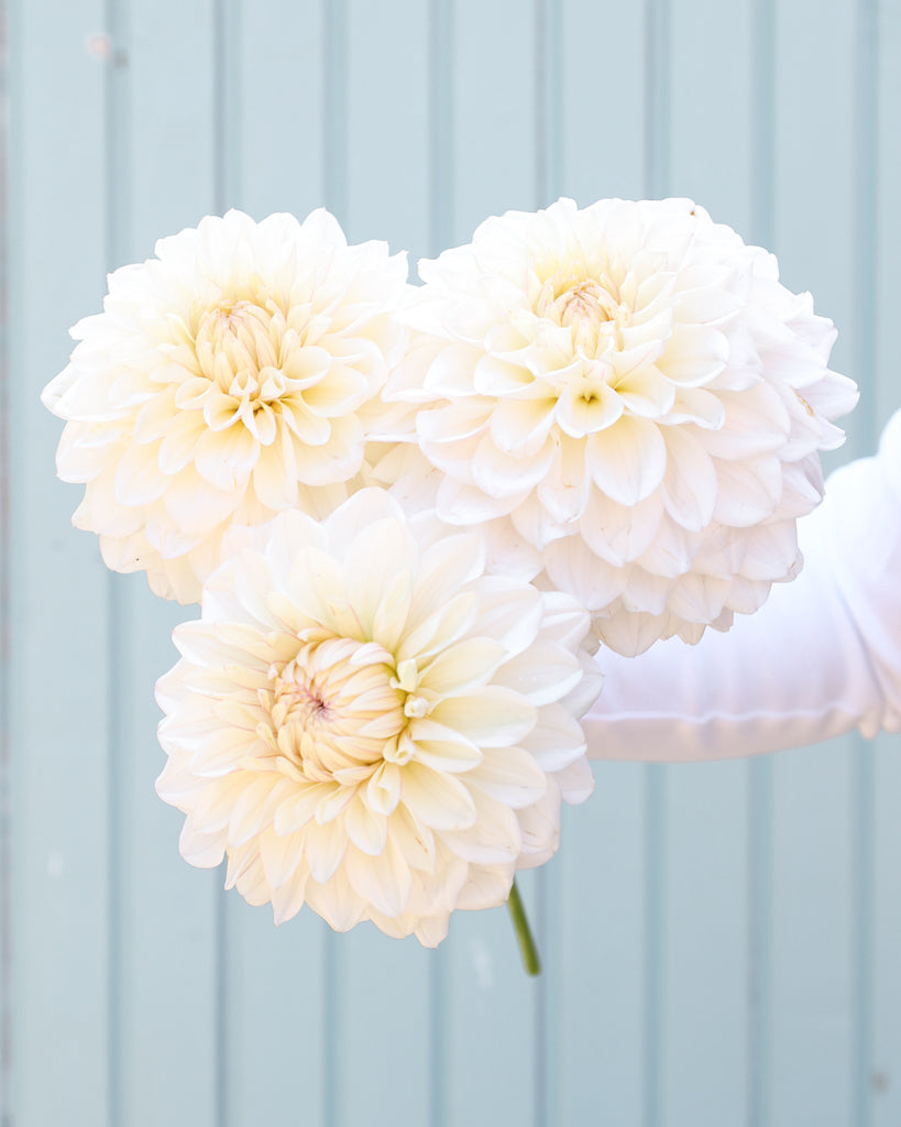 Drei Blüten der cremeweiße dekorative Dahlie GZ Coconut Cream mit fliederfarbenem Blush aus der Gartenzauber-Züchtung.