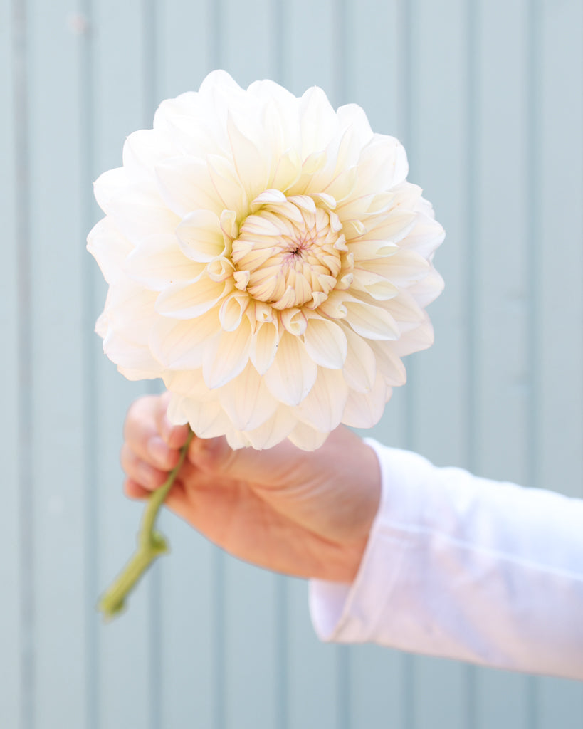 Eine Blüte der cremeweiße dekorative Dahlie GZ Coconut Cream mit fliederfarbenem Blush aus der Gartenzauber-Züchtung.