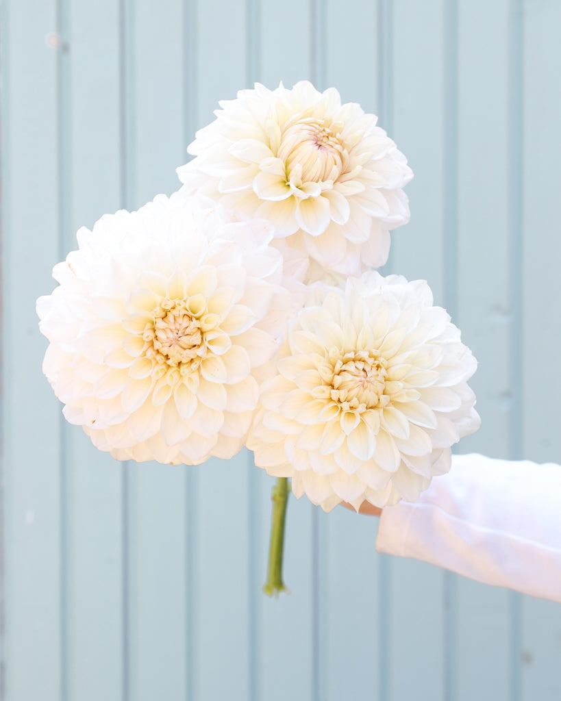 Drei Blüten der cremeweiße dekorative Dahlie GZ Coconut Cream mit fliederfarbenem Blush aus der Gartenzauber-Züchtung.