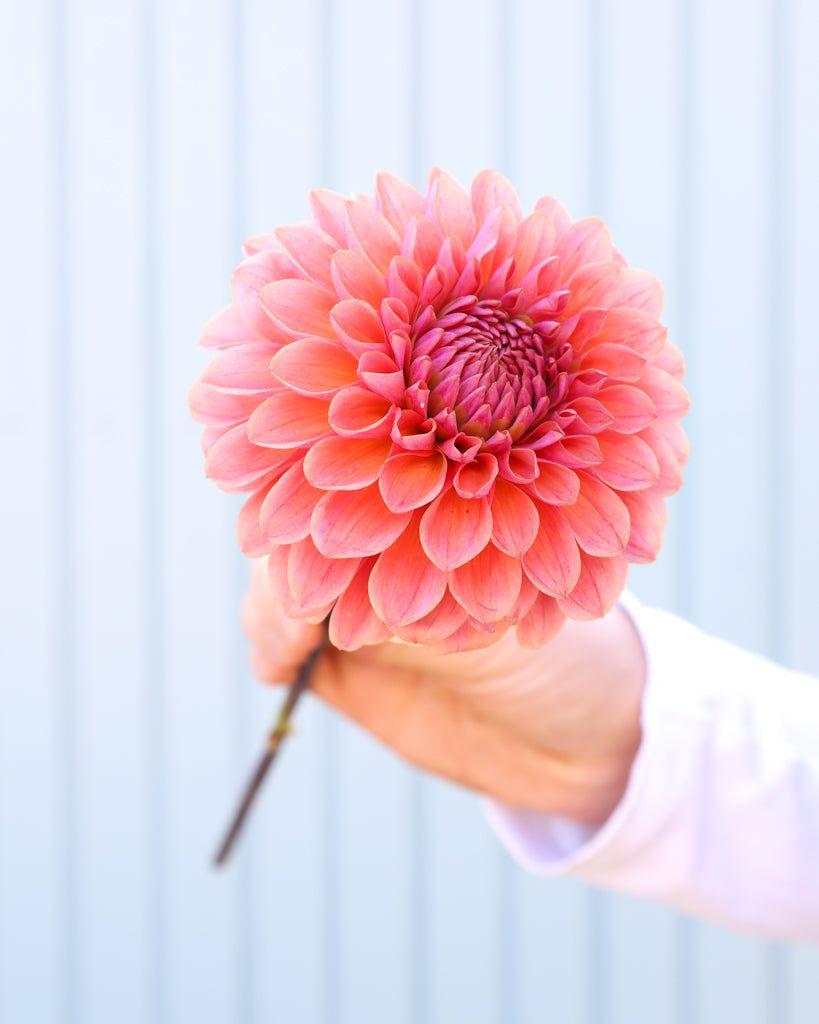 Eine Blüte der Dahlie GZ Floralita aus der Gartenzauber Züchtung vor einem hellblauen Hintergrund.