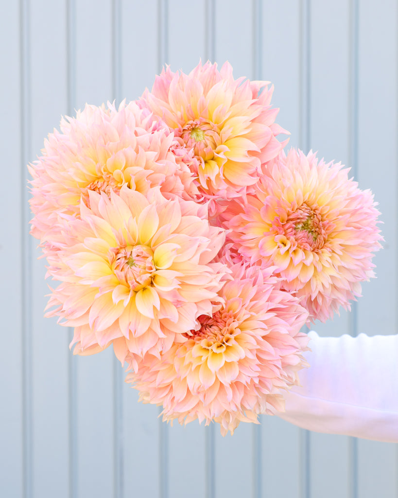 Ein Dahlienstrauß der Sorte GZ Fluffy vor einem hellblauen HIntergrund.