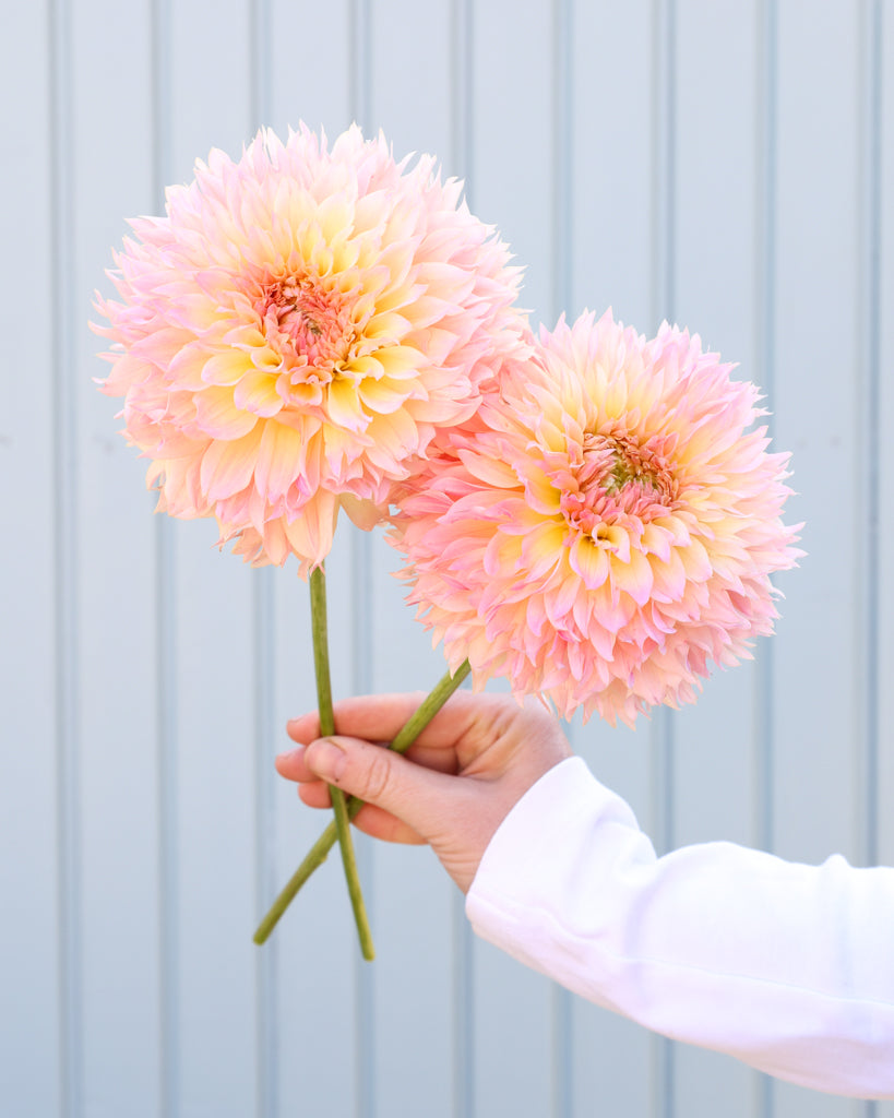 Zwei Dahlienblüten der Sorte GZ Fluffy vor einem hellblauen HIntergrund.