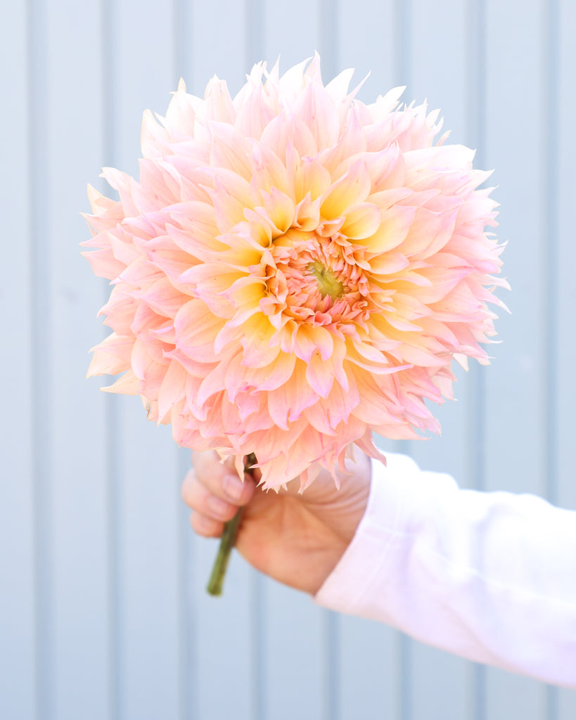 Eine Dahlienblüte der Sorte GZ Fluffy vor einem hellblauen Hintergrund.