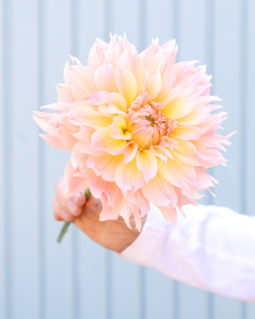 Eine Dahlienblüte der Sorte GZ Fluffy vor einem hellblauen Hintergrund.