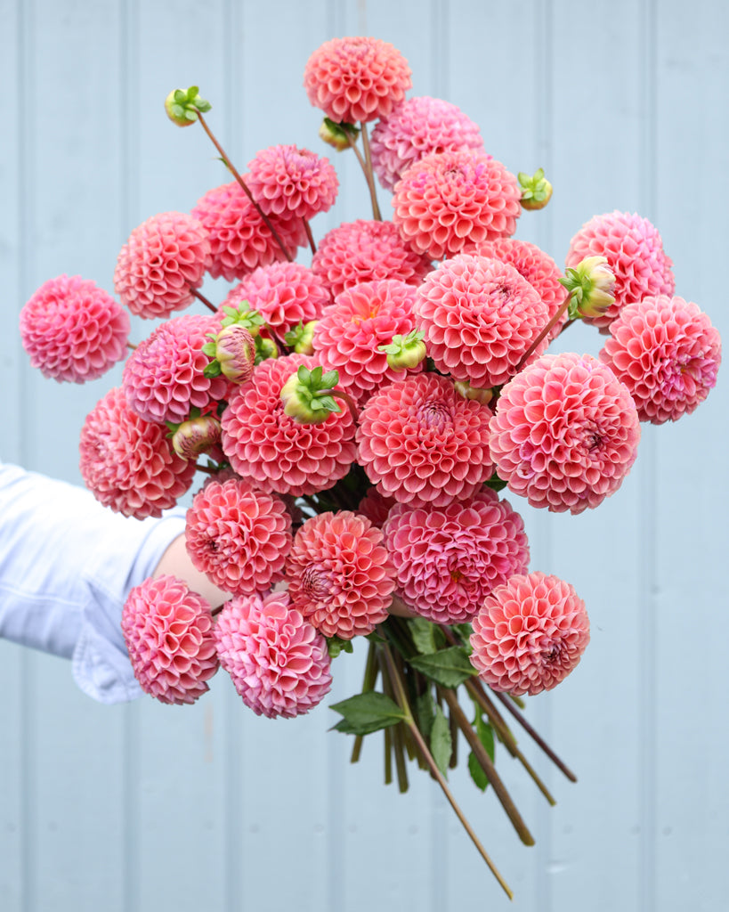 Ein Dahlienstrauß der Sorte GZ Katja Spezial aus der Gartenzauber Züchtung vor einem hellblauen Hintergrund.