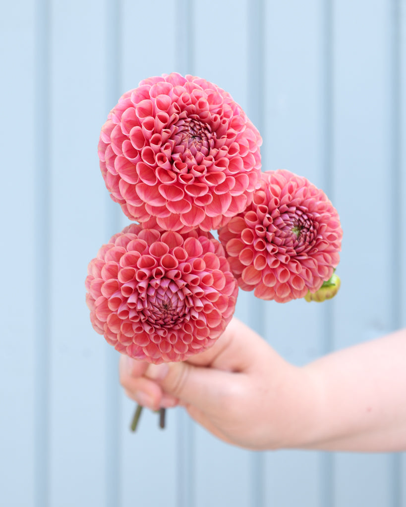 Drei Dahlienblüten der Sorte GZ Katja Spezial aus der Gartenzauber Züchtung vor einem hellblauen Hintergrund.