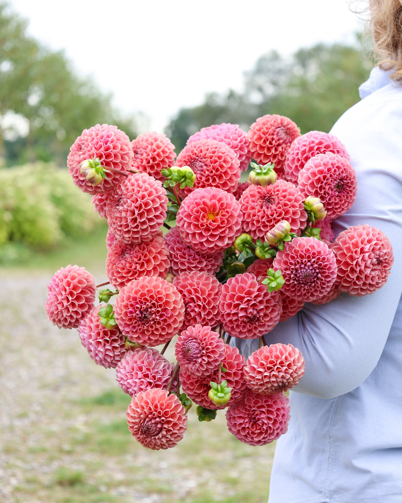 Ein Dahlienstrauß der Sorte GZ Katja Spezial aus der Gartenzauber Züchtung im Beet.