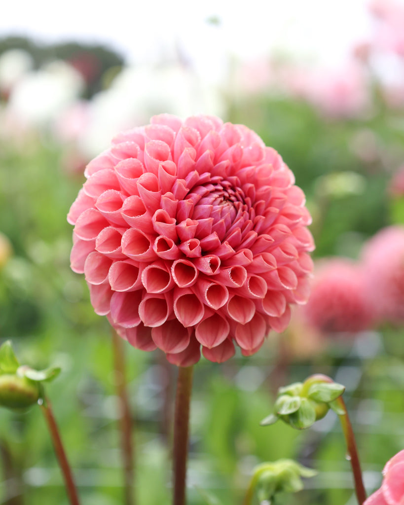 Ein Dahlienblüte der Sorte GZ Katja Spezial aus der Gartenzauber Züchtung im Beet.