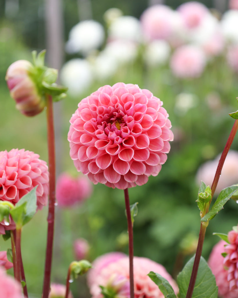 Ein Dahlienblüte der Sorte GZ Katja Spezial aus der Gartenzauber Züchtung im Beet.