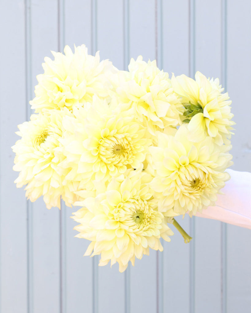 Ein Strauß Dahlien der zitronengelbe dekorative Sorte Lemon Ice mit klarer Blütenform aus unserer Gartenzauber-Züchtung.