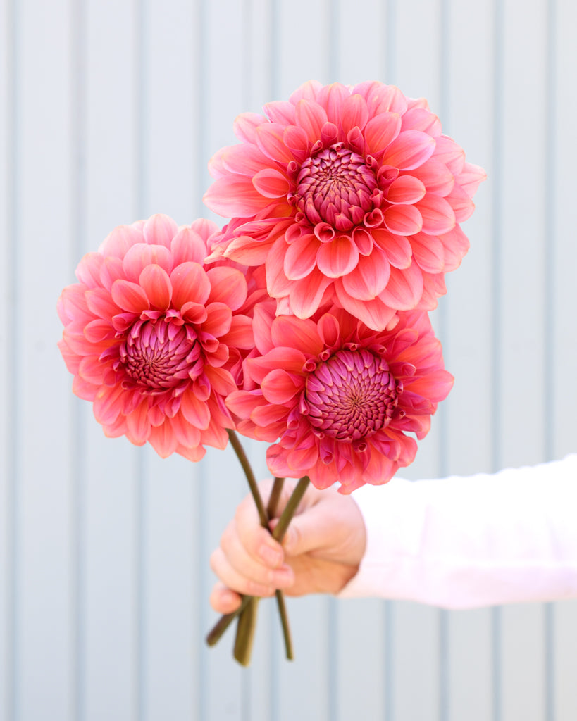 Drei Dahlienblüten der Sorte GZ Lisa aus der Gartenzauber Züchtung vor einem hellblauen Hintergrund.