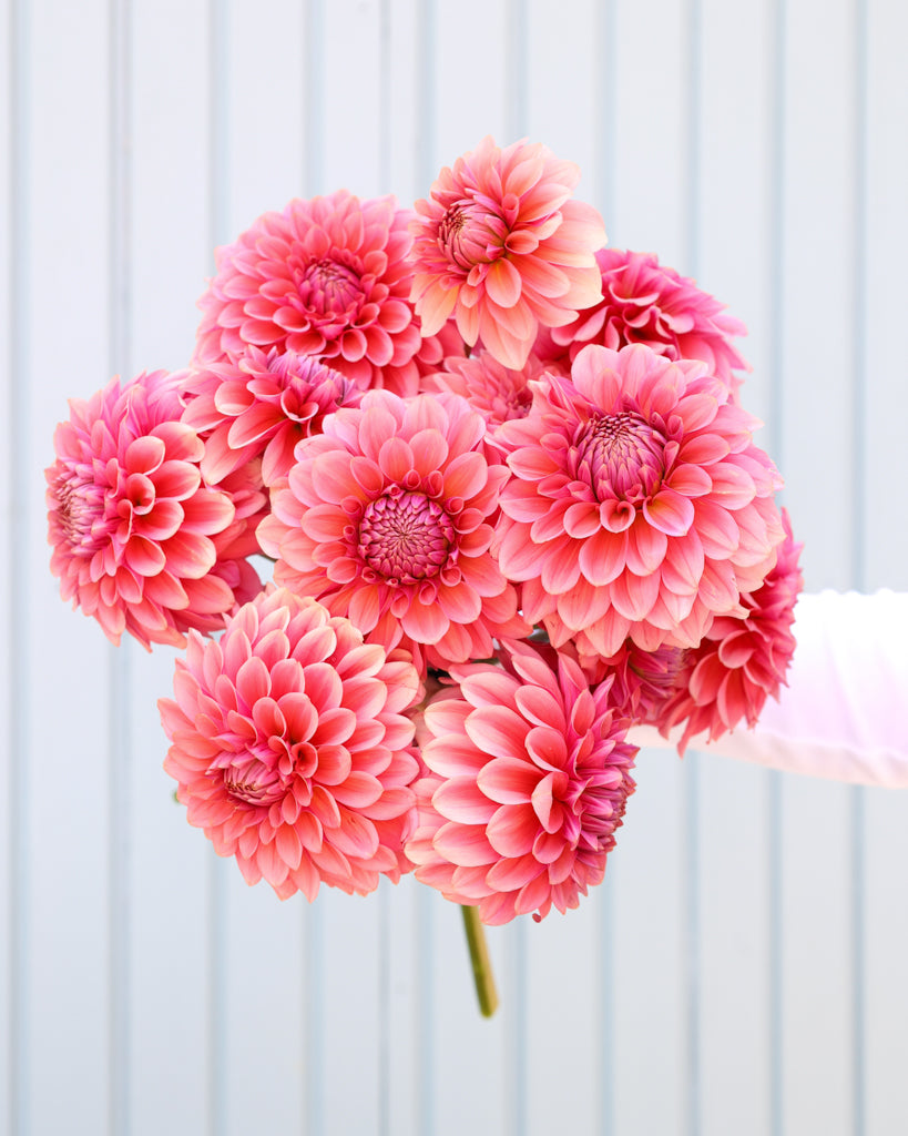 Ein Dahlienstrauß der Sorte GZ Lisa aus der Gartenzauber Züchtung vor einem hellblauen Hintergrund.