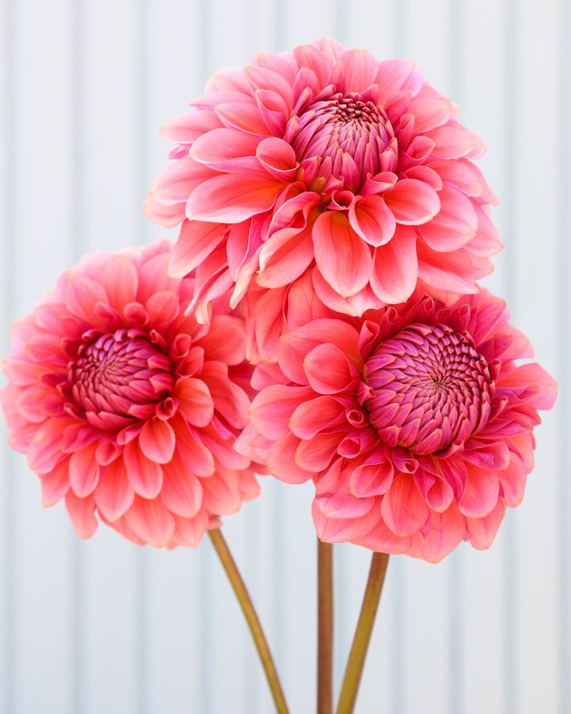 Drei Dahlienblüten der Sorte GZ Lisa aus der Gartenzauber Züchtung vor einem hellblauen Hintergrund.