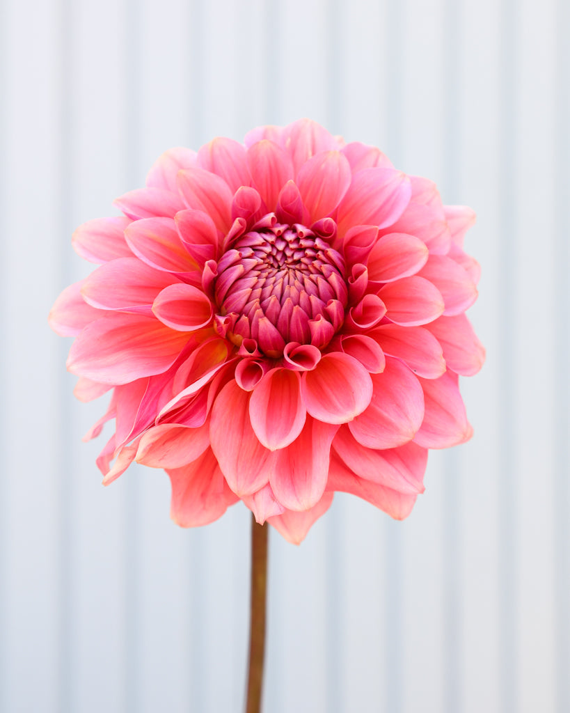 Eine Dahlienblüte der Sorte GZ Lisa aus der Gartenzauber Züchtung vor einem hellblauen Hintergrund.