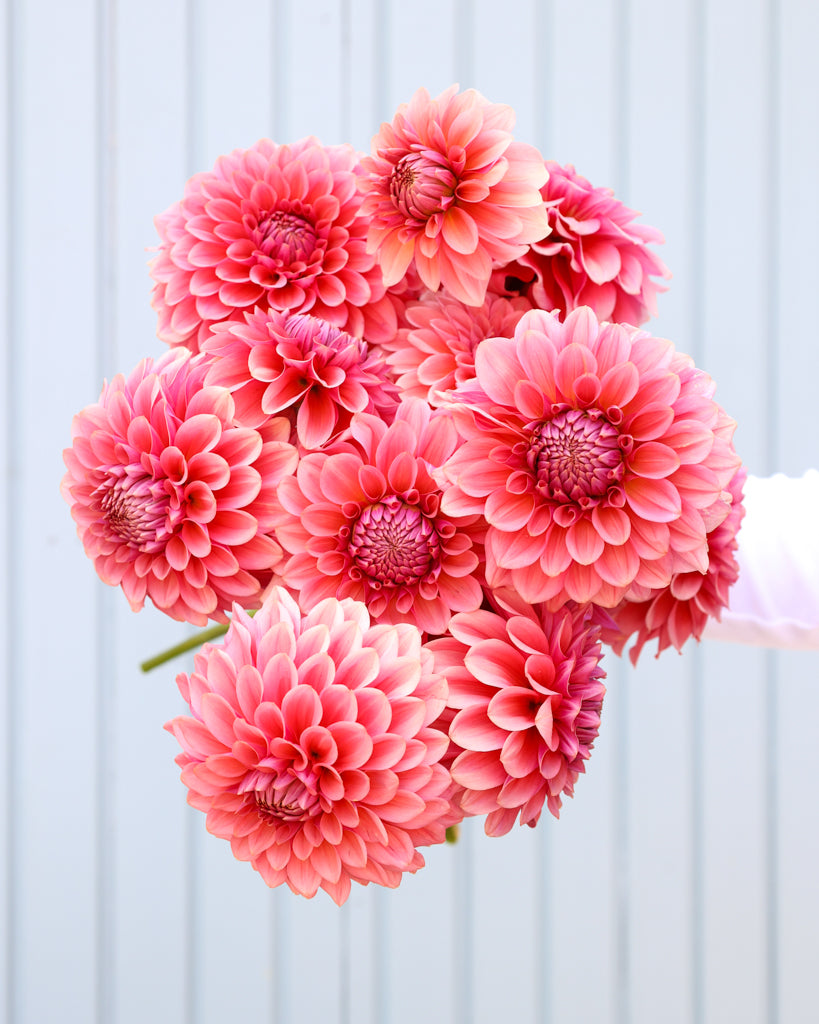 Ein Dahlienstrauß der Sorte GZ Lisa aus der Gartenzauber Züchtung vor einem hellblauen Hintergrund.