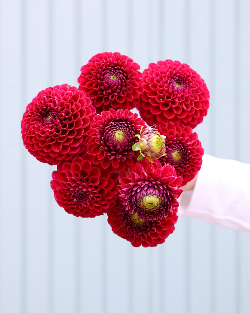 Ein Strauß roter Balldahlien aus der Gartenzauber-Züchtung.