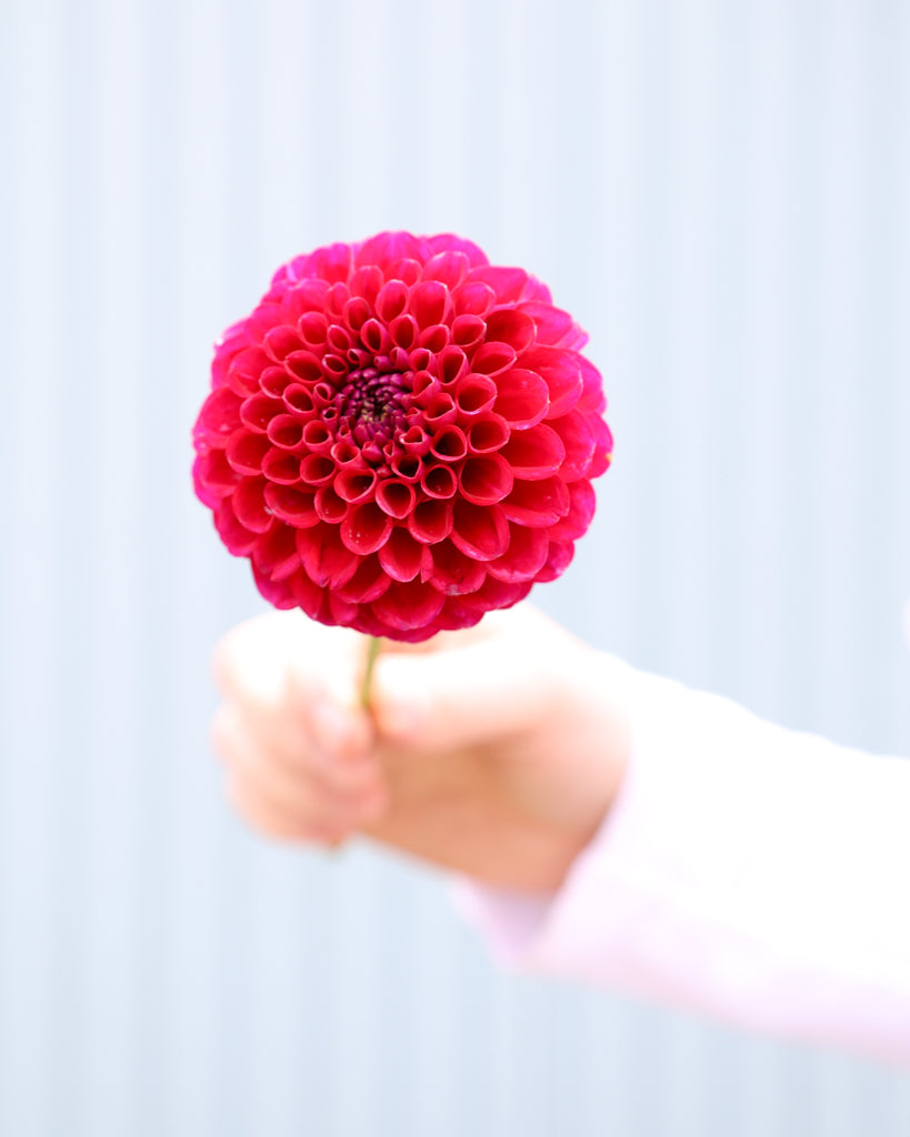 Eie Blüte roter Balldahlien aus der Gartenzauber-Züchtung.