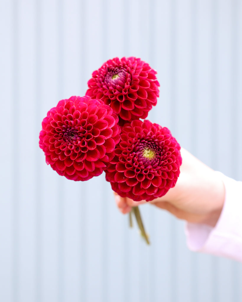 Drei Blüten roter Balldahlien aus der Gartenzauber-Züchtung.