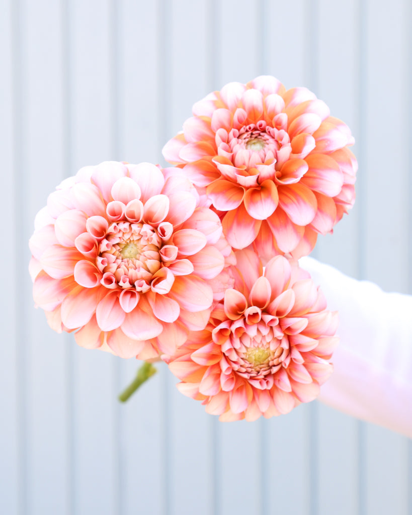 Drei Dahlienblüten der Sorte GZ Melon Cream aus der Gartenzauber Züchtung vor einem hellblauen Hintergrund.
