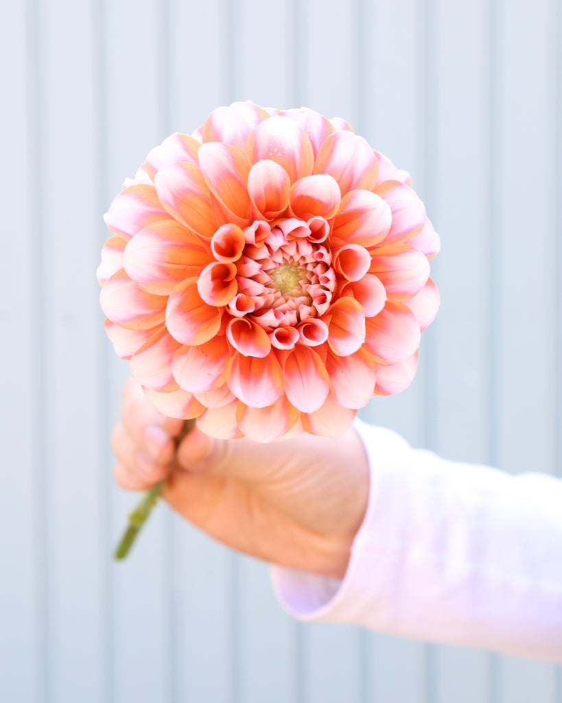 Eine Dahlienblüte der Sorte GZ Melon Cream aus der Gartenzauber Züchtung vor einem hellblauen Hintergrund.