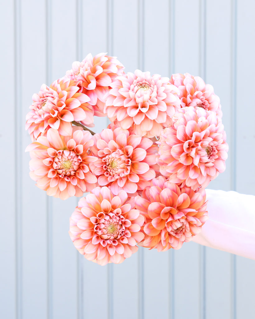 Ein Dahlienstrauß der Sorte GZ Melon Cream aus der Gartenzauber Züchtung vor einem hellblauen Hintergrund.