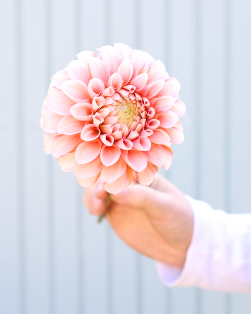 Eine Dahlienblüte der Sorte GZ Melon Cream aus der Gartenzauber Züchtung vor einem hellblauen Hintergrund.