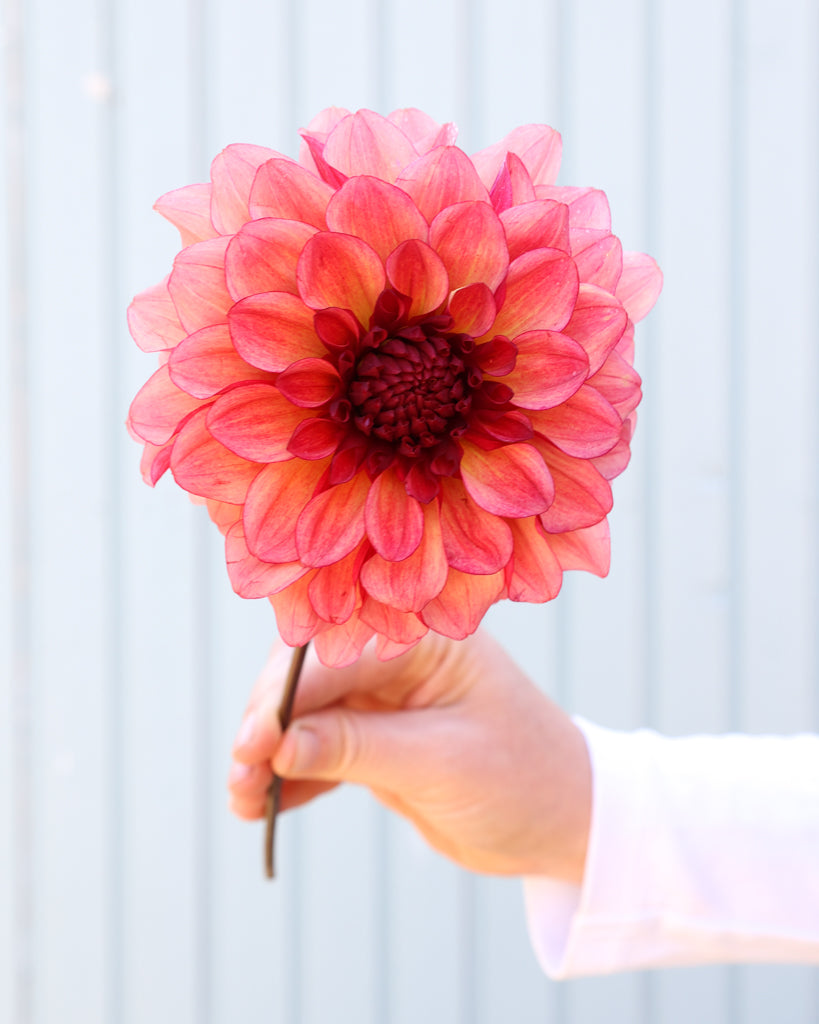 Eine Dahlienblüte der Sorte GZ Merle aus der Gartenzauber Züchtung vor einem hellblauen HIntergrund.