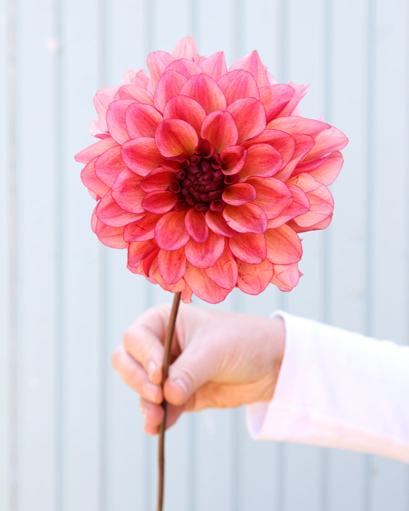 Eine Dahlienblüte der Sorte GZ Merle aus der Gartenzauber Züchtung vor einem hellblauen HIntergrund.