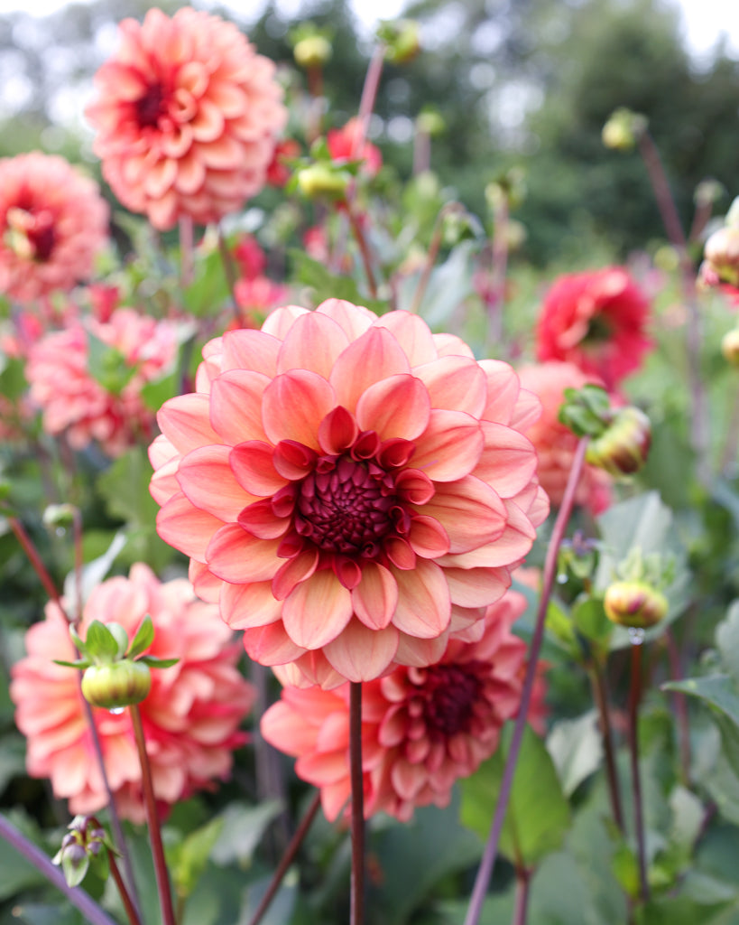 Eine Dahlienblüte der Sorte GZ Merle aus der Gartenzauber Züchtung im Beet.