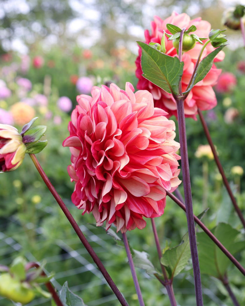 Eine Dahlienblüte der Sorte GZ Merle aus der Gartenzauber Züchtung im Beet.