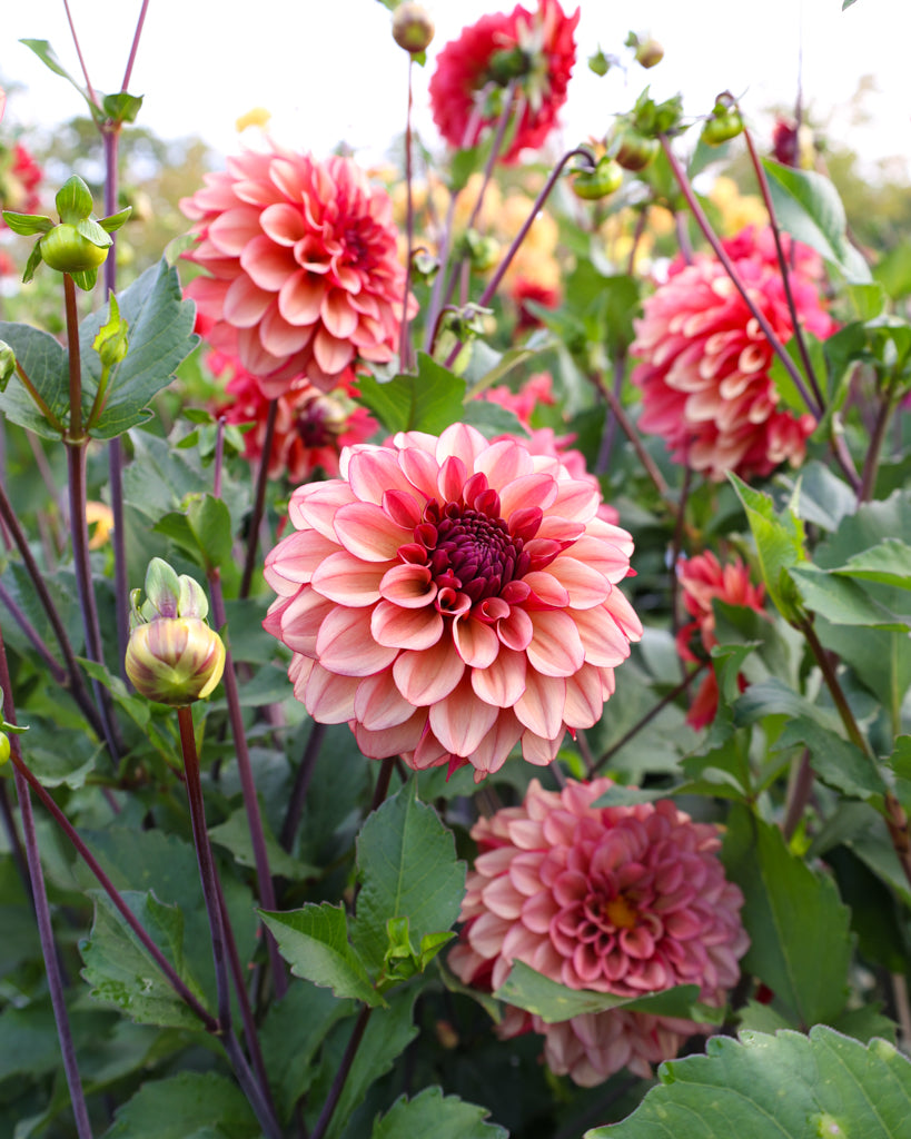 Eine Dahlienblüte der Sorte GZ Merle aus der Gartenzauber Züchtung im Beet.