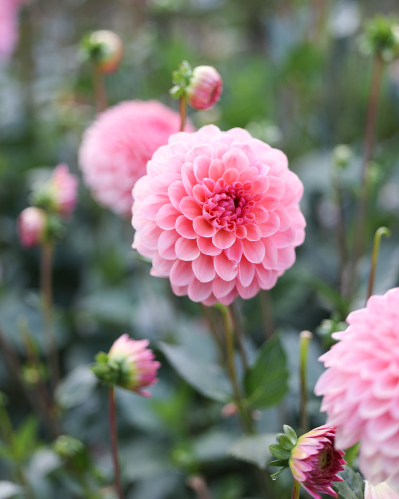 Eine Dahlienblüte der Sorte GZ Mia P. aus der Gartenzauber Züchtung im Beet.