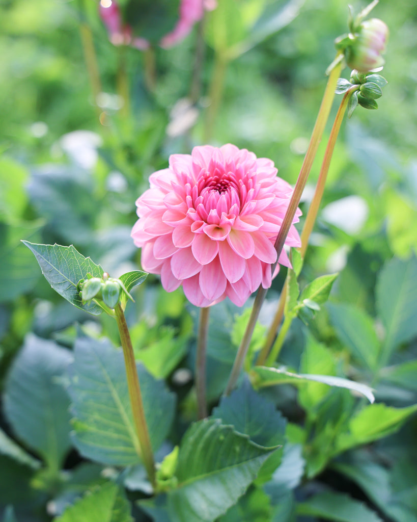 Eine Dahlienblüte der Sorte GZ Mia P. aus der Gartenzauber Züchtung im Beet.