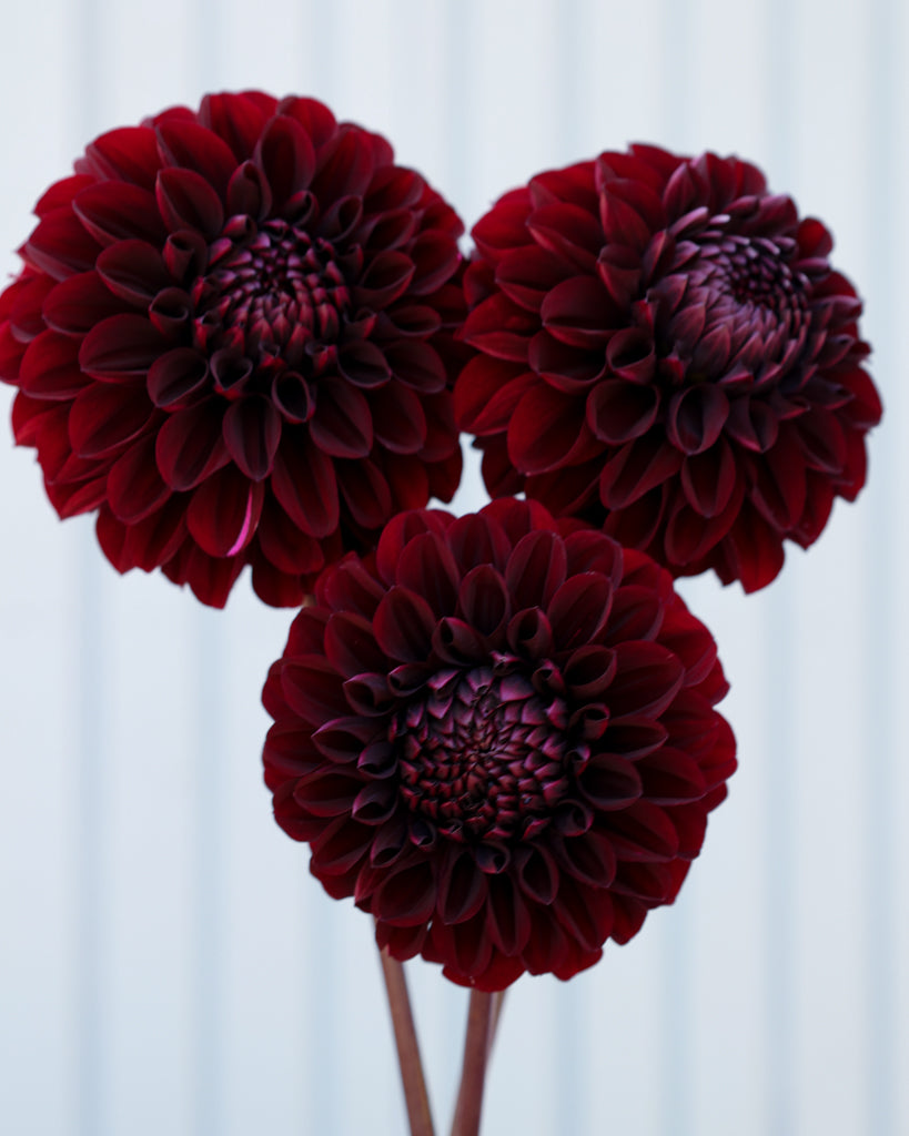 Drei dunkelrote Dahlien der Sorte Minimal Muse aus der Gartenzauber Züchtung vor einem hellblauen Hintergrund.