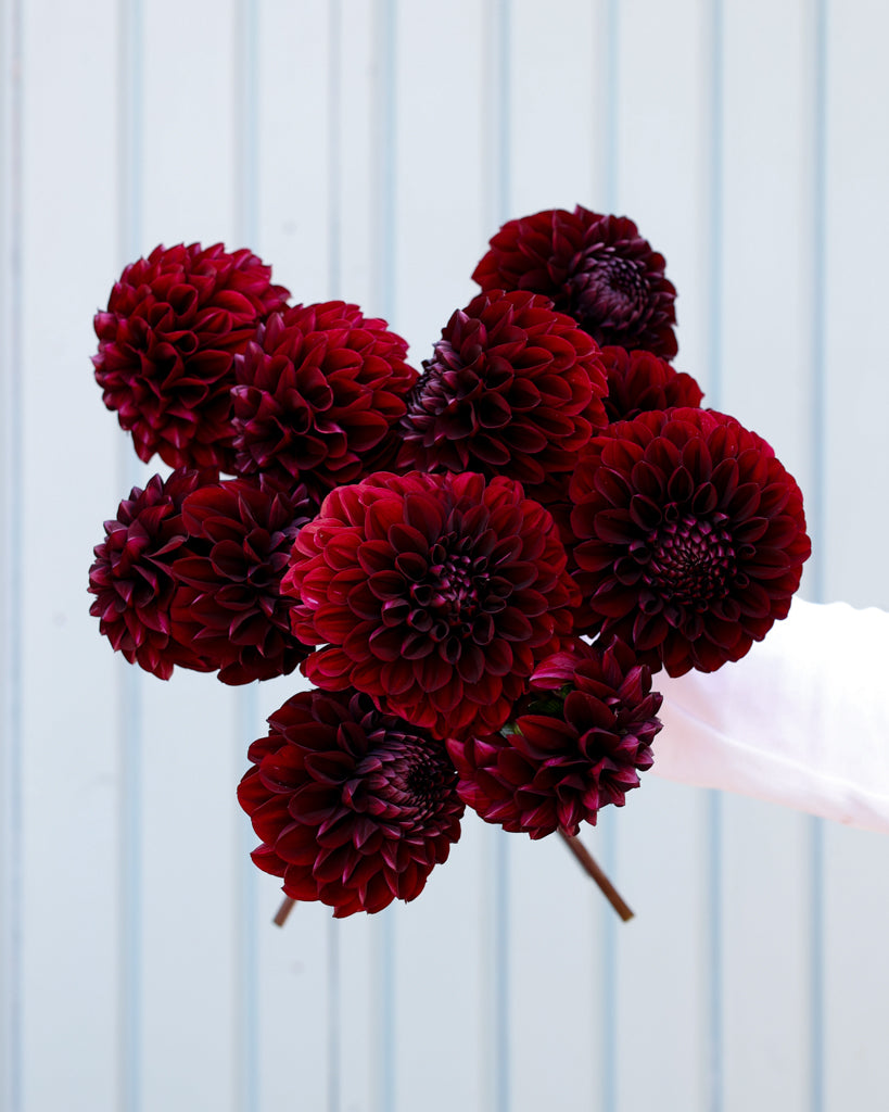 Ein Strauß dunkelroter Dahlien der Sorte Minimal Muse aus der Gartenzauber Züchtung vor einem hellblauen Hintergrund.