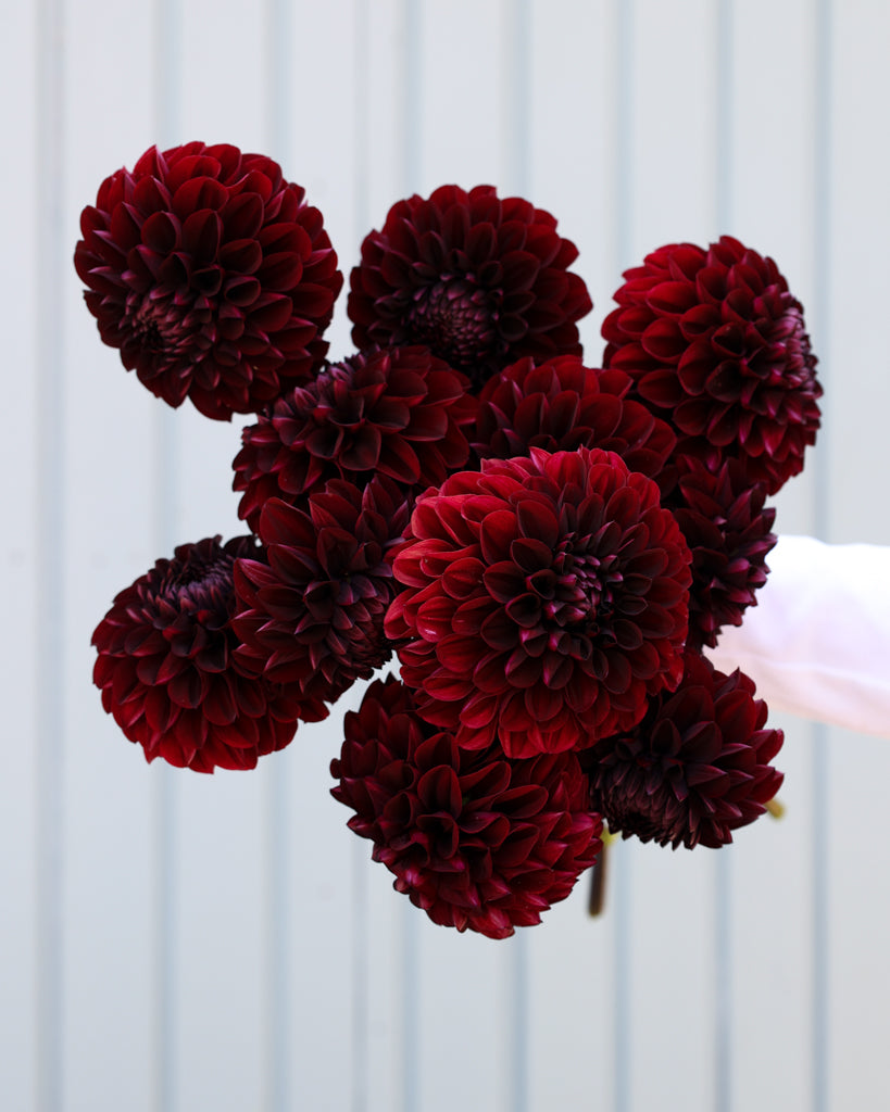 Ein Strauß dunkelroter Dahlien der Sorte Minimal Muse aus der Gartenzauber Züchtung vor einem hellblauen Hintergrund.
