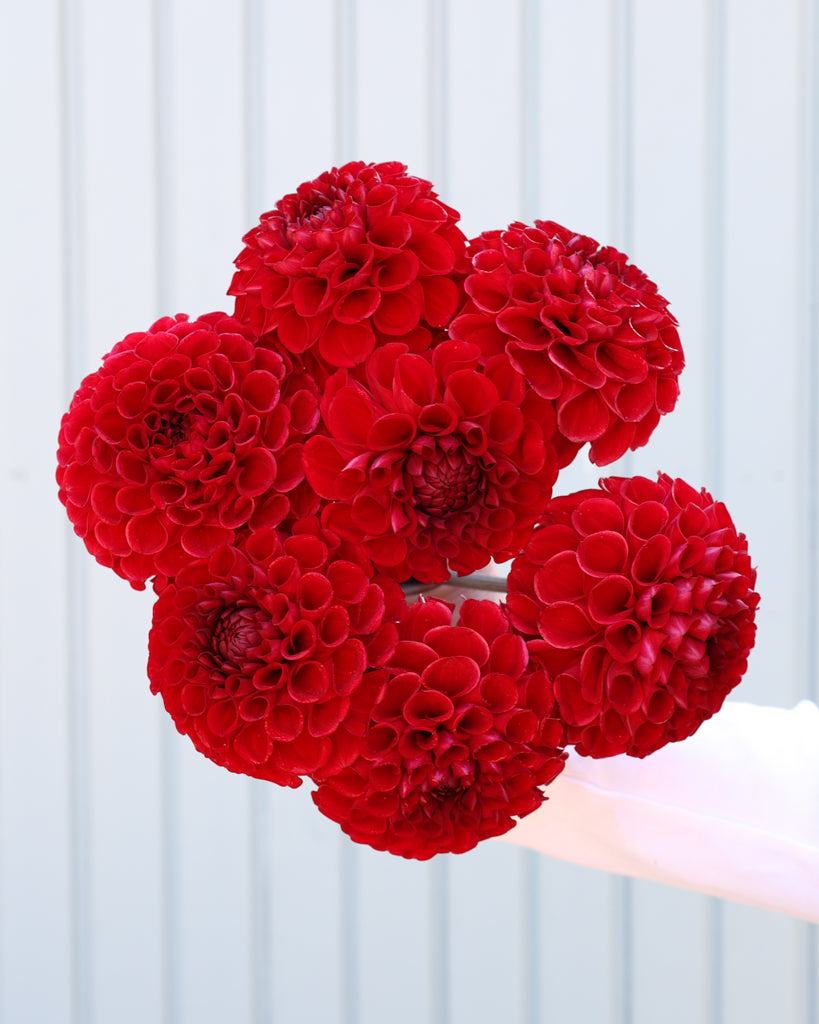 Ein Dahlienstrauß roter Blüten der Sorte GZ Moulin Rouge aus der Gartenzauber Züchtung vor einem hellblauen Hintergrund.