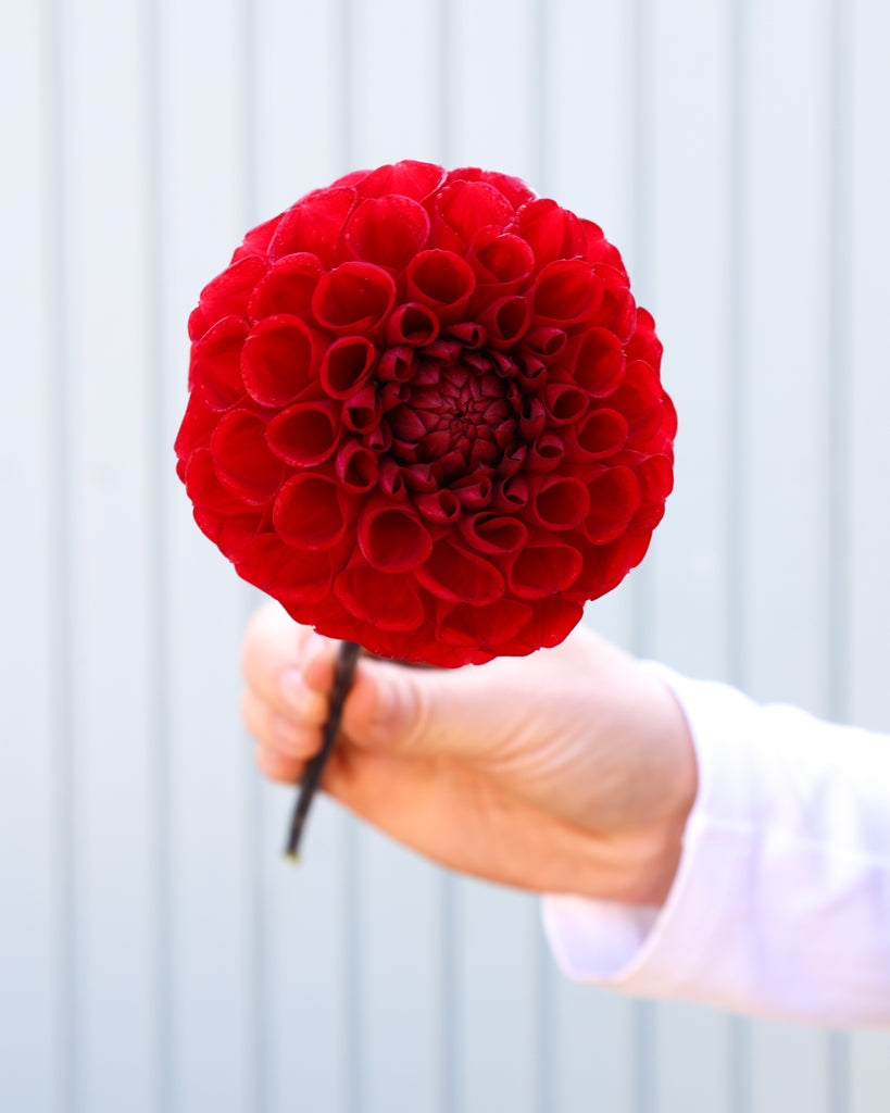 Eine rote Dahlienblüten der Sorte GZ Moulin Rouge aus der Gartenzauber Züchtung vor einem hellblauen Hintergrund.