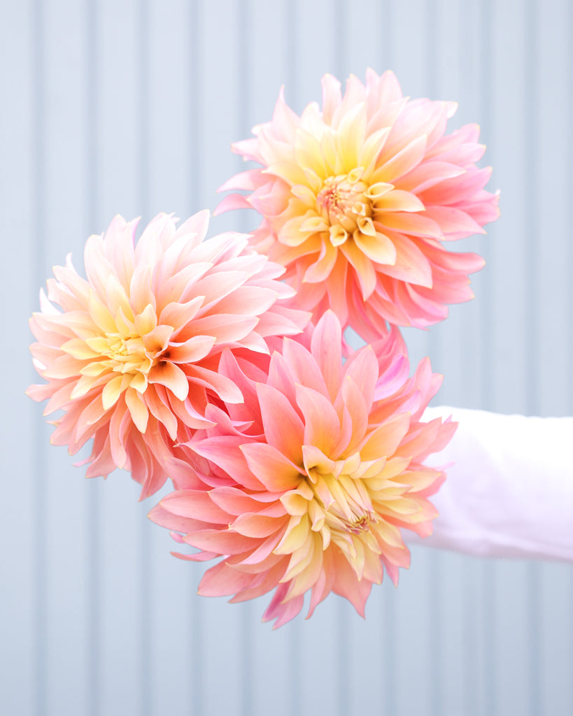 Drei Dahlienblüten der Sorte GZ Pina Colada aus der Gartenzauber Züchtung vor einem hellblauen Hintergrund.