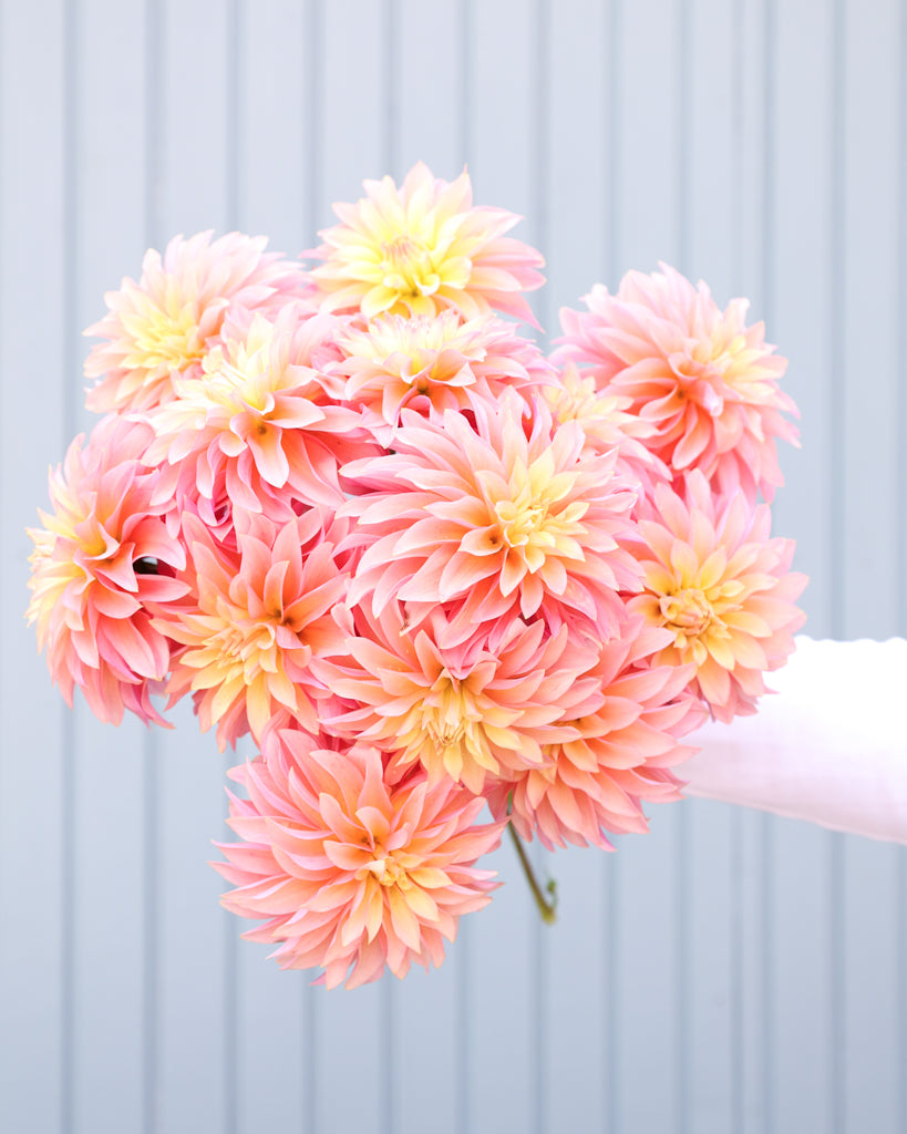 Ein Dahlienstrauß der Sorte GZ Pina Colada aus der Gartenzauber Züchtung vor einem hellblauen Hintergrund.