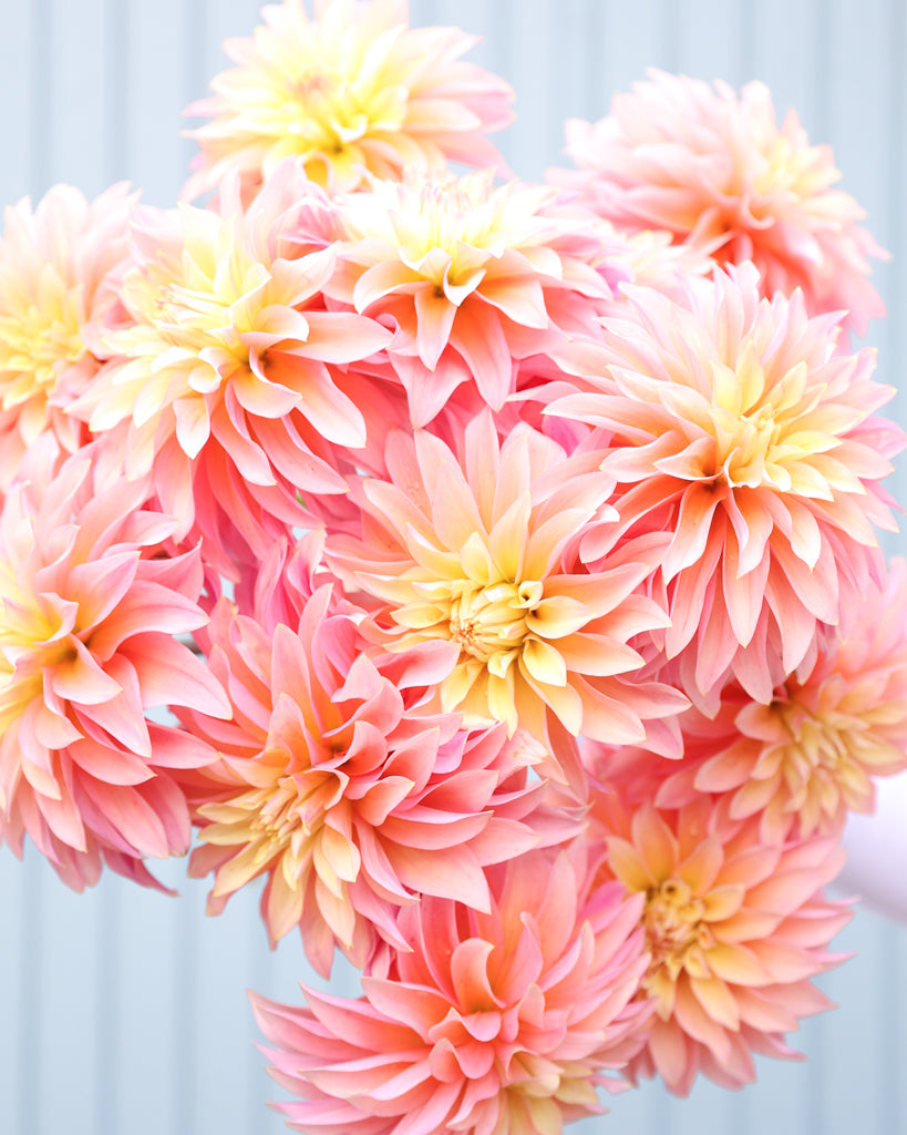 Ein Dahlienstrauß der Sorte GZ Pina Colada aus der Gartenzauber Züchtung vor einem hellblauen Hintergrund.