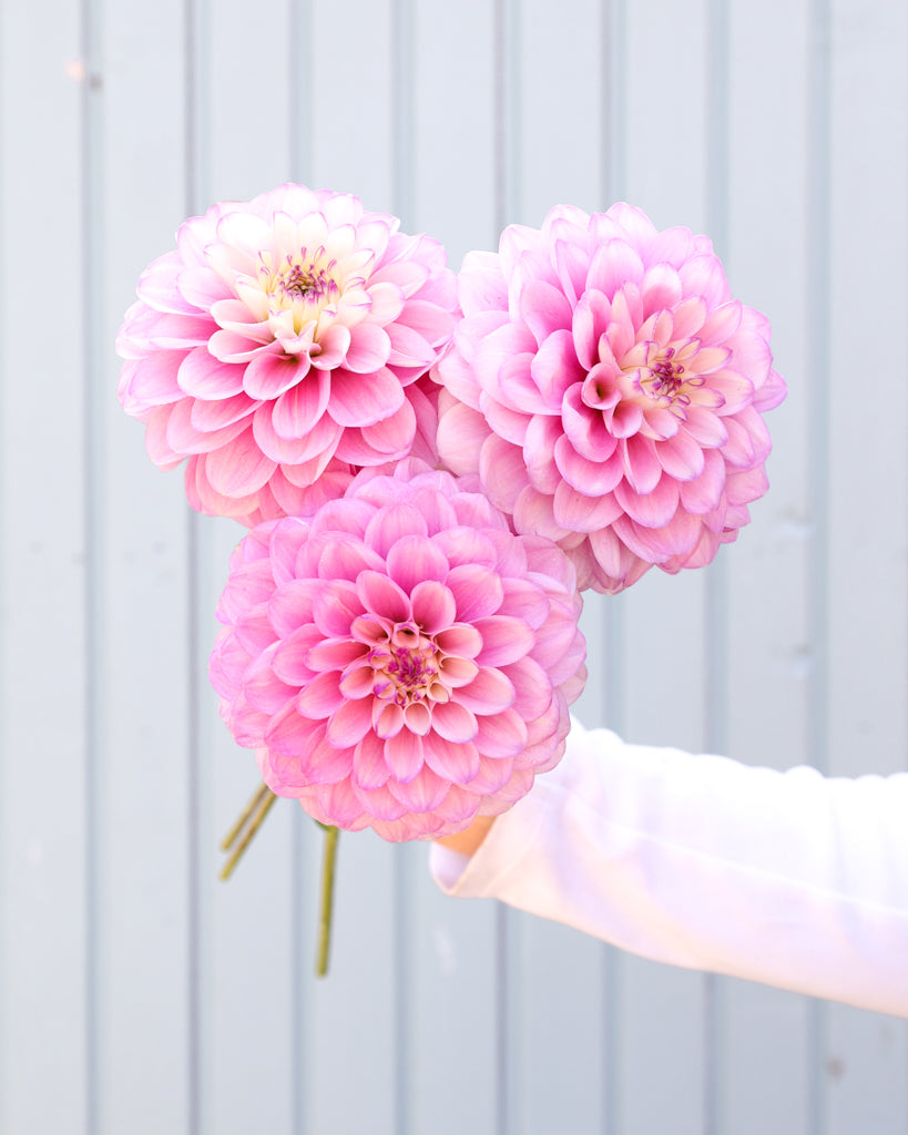 Drei Dahlienblüten der Gartenzauber-Sorte Pink Cupcake vor einem hellblauen Hintergrund.
