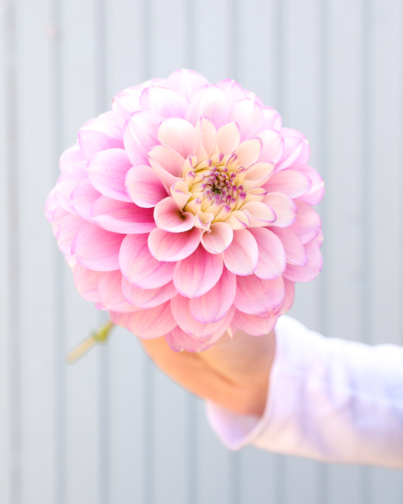 Eine Dahlienblüte der Gartenzauber-Sorte Pink Cupcake vor einem hellblauen Hintergrund.